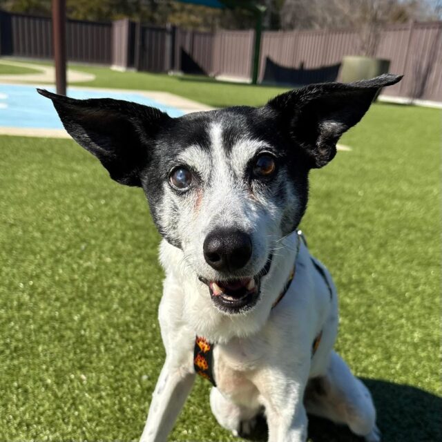 Shelton has officially entered his SPLASH ZONE 💦😎

Just look at that smile!!! 😂 He’s clearly living his best senior life, one splash at a time. Who else thinks Shelton deserves a pool day every day? 🥹💚

#animalovers #ofsds #oldfriendsseniordogsanctuary #seniordogs #ofsdshelton