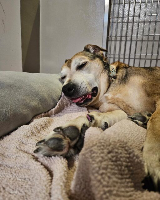 National Relaxation Day = officially approved nap time. 😌🐾 Our seniors are experts. 
Give yourself permission to slow down today—and let a senior dog remind you how. 💚

#animalovers #ofsds #oldfriendsseniordogsanctuary #seniordogs #nationalrelaxationday
