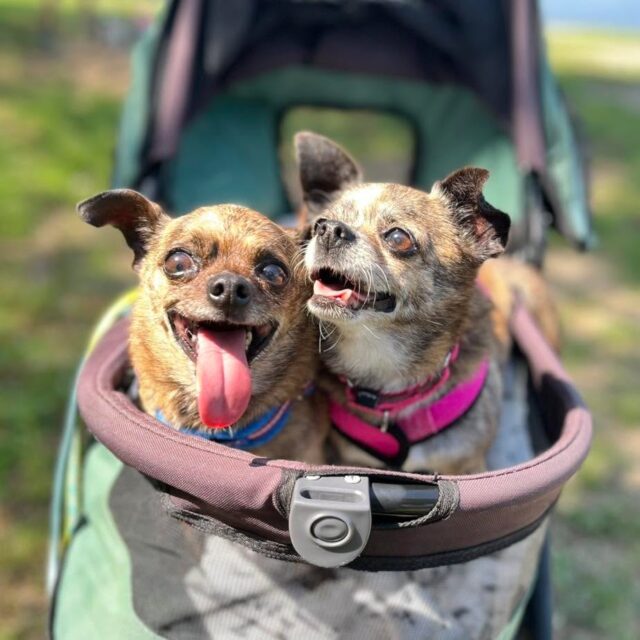 Just a mom and her boy soaking up the good life. 🥹💚 Georgette & Firecracker are living for their lake days together! 🌊🐾

Want to help this bonded duo find their forever? Check out the link in our bio! 🐾

#animalovers #ofsds #oldfriendsseniordogsanctuary #seniordogs #ofsdsgeorgetteandfirecracker