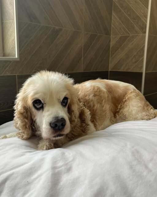 POV: You’re a major Old Friends OG and you’ve earned the right to simply ✨exist✨ on your bed all day. 😂🐾

Drop a 💚 for Cinnamon!

#animalovers #ofsds #oldfriendsseniordogsanctuary #seniordogs #ofsdscinnamon