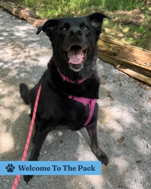 Welcome to the pack, Violet, Bernie, Aubie & Wendy! 🐾💚

Violet is the sweetest girl who’s always ready for a walk. 

Bernie is our one-of-a-kind guy who can never get enough attention—and his diagnosis doesn’t slow him down one bit. 

Aubie is a tiny Chihuahua mix who absolutely adores his people (and all the pets, please!). 

And Wendy? Our sweet pittie who loves cuddles, playtime, making friends, and carrying her stuffies everywhere. 

We’re so happy you’re here, sweet seniors. Welcome home. 🥹💚

#animalovers #ofsds #oldfriendsseniordogsanctuary #seniordogs #ofsdswelcometothepack