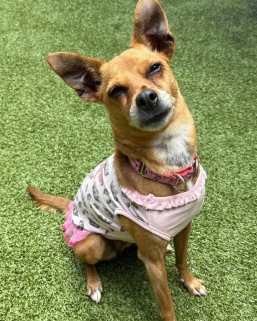 Okay but… do you like Hazel’s princess dress?! 👑💚 Because she is OBSESSED with being the belle of the ball. 

Come give this little princess some love! 🐾

#animalovers #ofsds #oldfriendsseniordogsanctuary #seniordogs #ofsdshazel