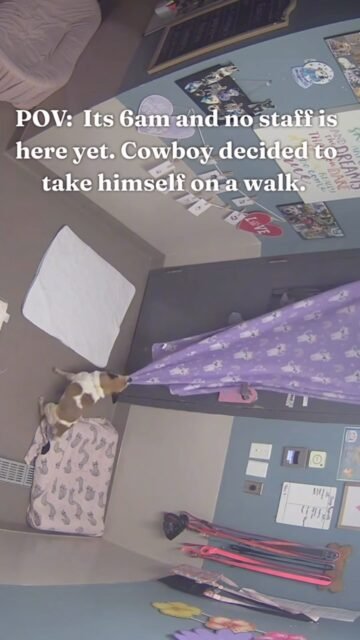 Who knew senior dogs could open doors?! 😂 Cowboy apparently had an escape plan… and he executed it PERFECTLY. 🐾🚪💨

#animallovers #funny #escapeartist #ofsdscowboy #seniordogs