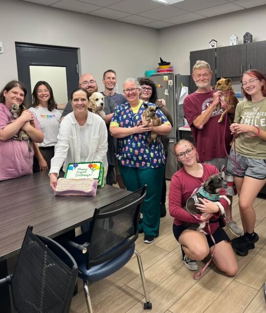 🎂 August Gotcha Days + birthday celebrations = a whole lot of cake! 💚

We celebrated our August Gotcha Days with a dog-safe birthday cake for our seniors AND a people-friendly cake for all of our August staff birthdays! 🎉

A HUGE thank you to @sniffthecook for donating the dog-safe cake—it was AMAZING, and our Old Friends absolutely loved it! 🥹🐾

Happy Gotcha Day & happy birthday to everyone celebrating this month! 🎂💚

#animalovers #ofsds #oldfriendsseniordogsanctuary #seniordogs #happybirthday