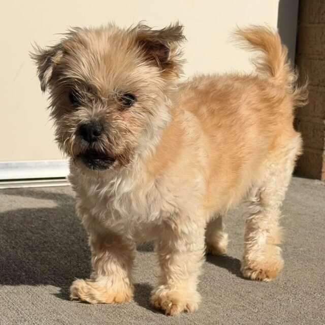 Journey is basically a teddy bear come to life. 🧸 Blind, sweet, and SO lovable. We’re obsessed. 🥹💚

Come meet Journey! 🐾

#animalovers #ofsds #oldfriendsseniordogsanctuary #seniordogs #ofsdsjourney