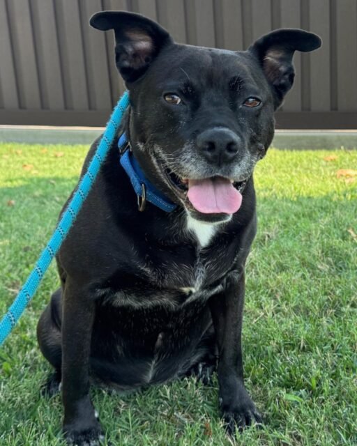 Wendy’s settling in like she’s always belonged here 🥹🌿 Daily nature walks are officially her favorite part of the day! 💚

Come follow along with Wendy’s journey! 🐾

#animalovers #ofsds #oldfriendsseniordogsanctuary #seniordogs #ofsdswendy