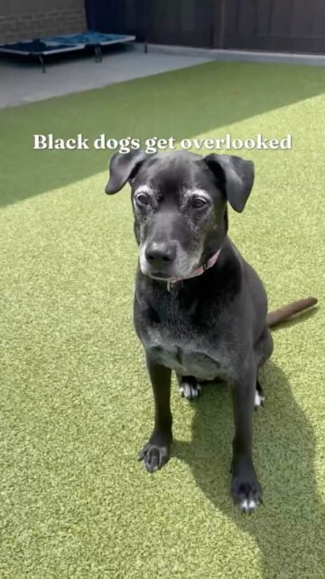 Black dogs already get overlooked. Add senior to the mix, and their wait can be even longer. 💚

But these old souls deserve to be seen, loved, and chosen too.

Don’t let a black coat or gray face make you scroll past. 

Come meet our senior black dogs and give one a chance to be your Old Friend. 🐾

#seniordogs #ofsds #animallovers #oldfriendsseniordogsanctuary