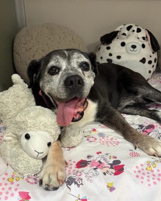 Miss Betty is officially in her “I’ve done enough today” era. Just laying down with her lamb and enjoying a well-deserved rest after a busy day of being adorable. 💚

Be honest… who else is ready to lay down and do absolutely nothing today? 😂

#animalovers #ofsds #oldfriendsseniordogsanctuary #seniordogs #ofsdsbetty