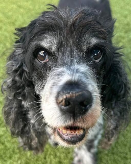 Rainbow Bridge Day 🐾🌈

Today, we’re remembering some of the very special seniors who have crossed the Rainbow Bridge: Oreo, Lady, Dodge, Ketchup & Potato, Melody, Herbie, Boone, Phoebe, Woody & Petey, and Iris. 

We feel so incredibly grateful and blessed that we had the opportunity to meet them, care for them, and love them during their time with us. Each one brought something special into our lives and left behind paw prints that will never be forgotten. 

We’re also endlessly grateful for the love and support from everyone who stood beside these Old Friends—whether you followed their journey, donated, volunteered, fostered, or simply loved them from afar. You helped make their lives brighter. Today, we remember them, celebrate the lives they lived, and hold them close in our hearts. 

Drop a 💚 below for all of our Rainbow Bridge Old Friends and the countless others who will forever be part of the Old Friends family.

#animalovers #ofsds #oldfriendsseniordogsanctuary #seniordogs #ofsdsrainbowbridge