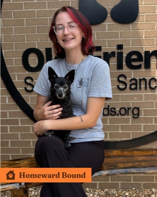 🏡 Homeward Bound: Crickett & Schroeder 💚

Crickett found his forever home with one of our amazing staff members, making this goodbye extra special. 🐾

Sweet Schroeder, who is blind and deaf, found someone who understands him and is ready to give him the love and care he deserves. And he even has a spaniel friend waiting for him at home! 💚

Help us wish Crickett and Schroeder the happiest forever! 👇

#animalovers #ofsds #oldfriendsseniordogsanctuary #seniordogs #ofsdshomewardbound