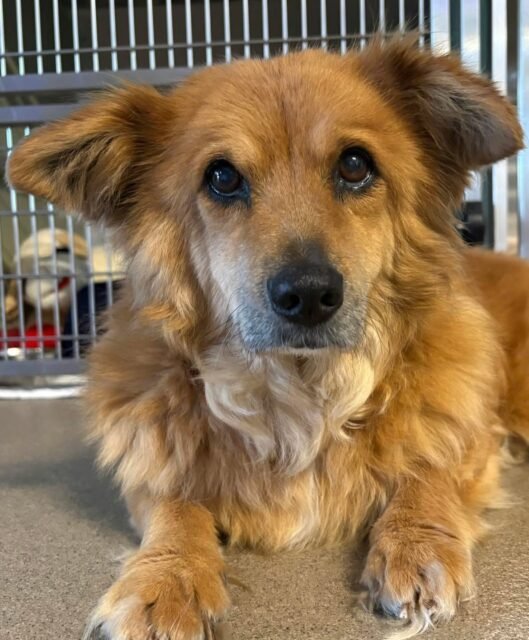 Amber’s puppy dog eyes are doing ALL the talking. 🥺💚 This fluffy girl knows exactly how cute she is.

Give Amber some love in the comments! 🐾

#animalovers #ofsds #oldfriendsseniordogsanctuary #seniordogs #ofsdsamber