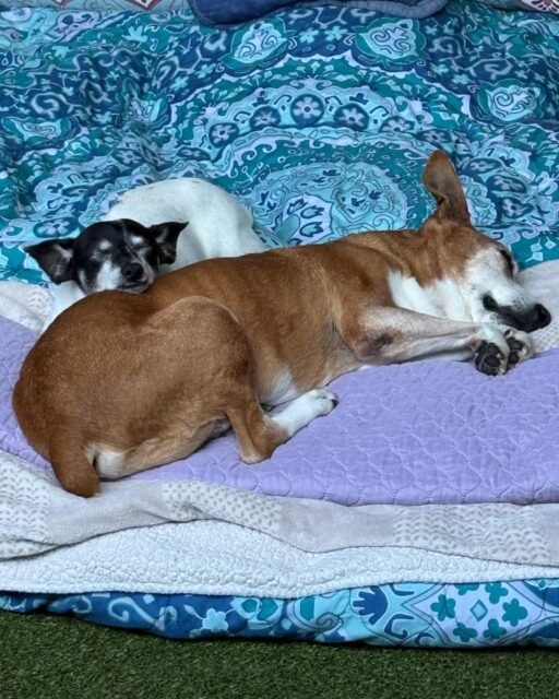 Peter + Walter said: no personal space, just cuddle time. 🥹💚💤

Come hang out with these two in Compassionate Care! For more info, check out our volunteer opportunities in our website, link in bio. 🐾

#animalovers #ofsds #oldfriendsseniordogsanctuary #seniordogs #ofsdswalter #ofsdspeter