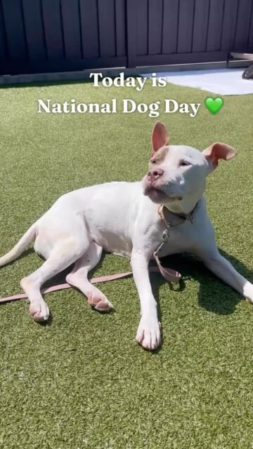 Happy National Dog Day 💚

Today, we’re celebrating every dog—the goofy puppies, the playful adults, and especially the seniors who have spent years loving, waiting, and hoping for their person.

Senior dogs are so often overlooked because they’re older. But getting older doesn’t mean they have any less love to give. They still get excited for walks, melt into your lap, make you laugh, and look at you with those eyes that somehow say, “I’ve been waiting for you.” 

Every senior deserves to know what it feels like to be loved, chosen, and cherished. They deserve soft beds, slow walks, belly rubs, sunny naps, and someone who sees their age not as a reason to pass them by, but as a reason to love them even more.

So this National Dog Day, don’t just celebrate the dogs who are young and full of energy. Celebrate the old souls, too. Because their best days can still be ahead of them. 

Help us remind the world that senior dogs still have SO much life and love left to give. 

#seniordogs #ofsds #animallovers
#oldfriendsseniordogsanctuary