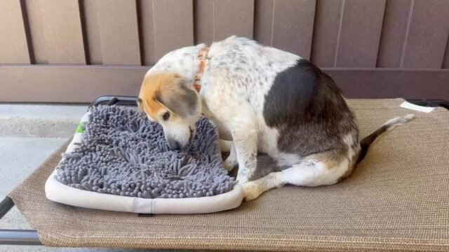 Have you met Miso? He is our Senior Spotlight of the Month! ☀️

He may be busy putting his snuffle mat skills to work, but he still knows how to stop for the cutest little video shoot. 🥹🐾 Miso is sweet, adorable, and still waiting for his forever home. 💚

Could you be the one he’s been waiting for? 🏡🐶

#oldfriendsseniordogsanctuary #ofsds #seniordogs #animallovers #ofsdsmiso