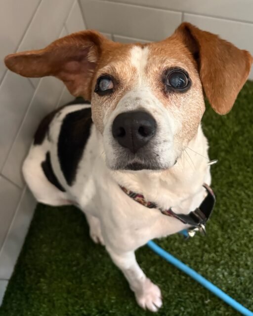 Charm said, “I’ll just sit here and look cute until you notice me.” 🥹🐾

This sweet Beagle mix has the cutest little face and a stare that’s impossible to ignore. She may be a senior, but she still has plenty of love, personality, and good days ahead of her. 

Someone please tell Charm she’s not invisible. 💚