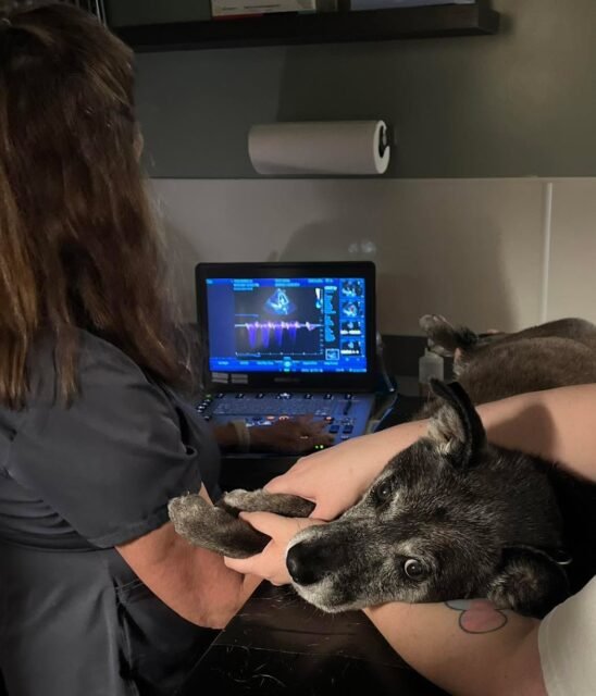 Sugar is getting an ECHO today!

Some of you may recognize this sweet girl, while others may be meeting Sugar for the first time. Sugar has been part of the Old Friends family since August 12, 2020, and in June 2025, she found her forever home with one of our staff members. 💚

Today, Sugar is heading in for her echocardiogram to take a closer look at her heart murmur and make sure her heart is working as it should. 

An echocardiogram is a painless ultrasound that gives our veterinary team live, moving images of a dog’s heart. It helps us understand heart murmurs, diagnose heart disease, and monitor existing heart conditions over time. It is an incredibly important tool for caring for our senior dogs.

But keeping our seniors’ hearts healthy comes at a cost. One echocardiogram can cost more than $300 at Old Friends, and we perform nearly 200 echocardiograms every year. When our dogs need an echo outside the sanctuary, those costs can be even higher.

That’s where you come in. 
Will you help us provide a month of echocardiograms for Sugar and her fellow senior dogs?

Our goal: $5,000 to Support a Month of Echos

👉 Donate now at the link in our bio. Share a post. Tag someone you know. Every bit of support helps.

#animalovers #ofsds #oldfriendsseniordogsanctuary #seniordogs #ofsdssugar #echocardiogram