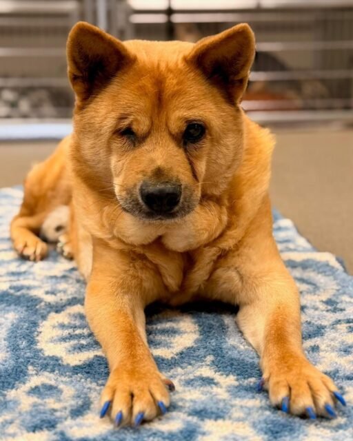 POV: You’re trying to take a cute pic of Hachi but his neck scruff said ✨main character✨ 😂💚

Come meet this handsome senior boy on our website! 🐾

#animalovers #ofsds #oldfriendsseniordogsanctuary #seniordogs #ofsdshachi
