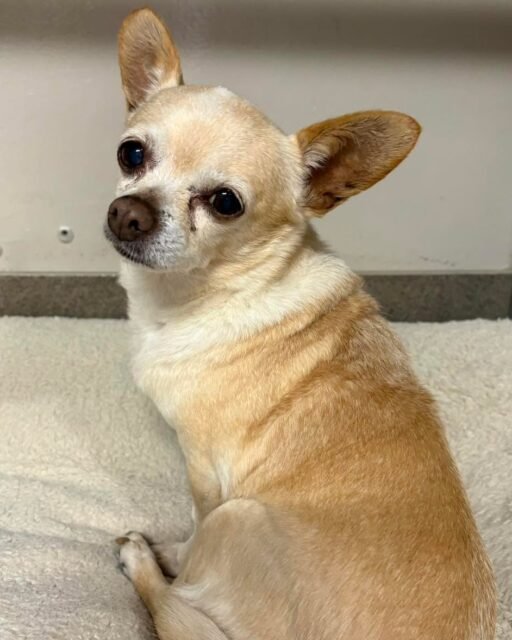 Ramen is just sitting pretty, waiting for her person to find her. Could it be you? 💚

Check out the link in our bio to learn more about Ramen! 🐾

#animalovers #ofsds #oldfriendsseniordogsanctuary #seniordogs #ofsdsramen