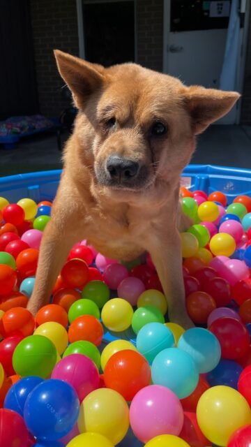 Enrichment doesn’t have to be complicated! Sometimes all it takes is some plastic balls, a few treats, and a bunch of curious seniors! 💚🥰

#animallovers #seniordogs #enrichment #funny #ofsds