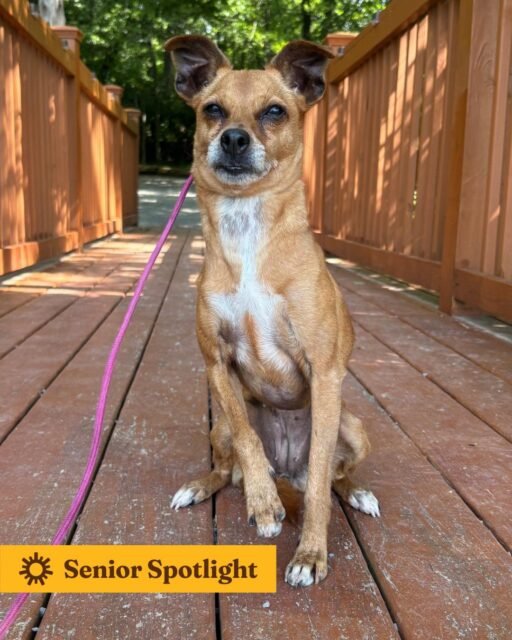 ☀️ Senior Spotlight: Hazel ☀️

Hazel is proof that being a senior doesn’t mean slowing down. This energetic girl loves being where the action is and would happily spend her days by her person’s side. Whether it’s going for walks, exploring, or simply hanging out together, Hazel wants to be included in it all! Hazel can be selective with her canine friends, so slow and proper introductions are important when meeting other dogs. She’s also good with cats. Hazel does have B1 heart disease, so keeping up with her heart care is an important part of helping this sweet girl continue to thrive. With her big personality, active spirit, and love for her people, Hazel has so much to offer. We’d love for you to get to know our Senior Spotlight of the month! 

#animalovers #ofsds #oldfriendsseniordogsanctuary #seniordogs #ofsdshazel