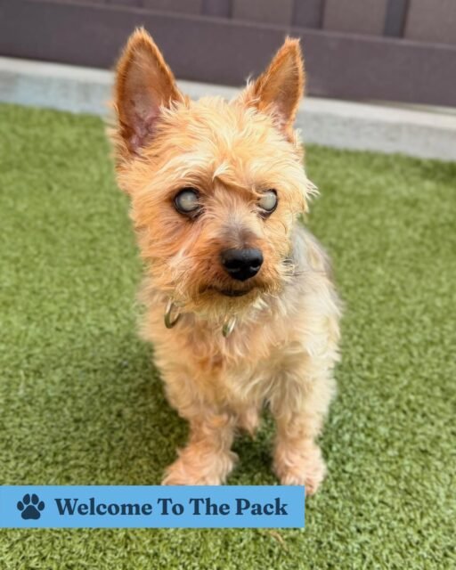Welcome to the pack: Waylon & Natasha! 🐾💚

Waylon is a sweet blind Yorkie who made his way from Mississippi, and Natasha is the cutest little Chihuahua mix with a personality all her own. We’re so happy they’re here!

Come say hello to our newest Old Friends! 🐶

#animalovers #ofsds #oldfriendsseniordogsanctuary #seniordogs #ofsdswaylon #ofsdsnatasha