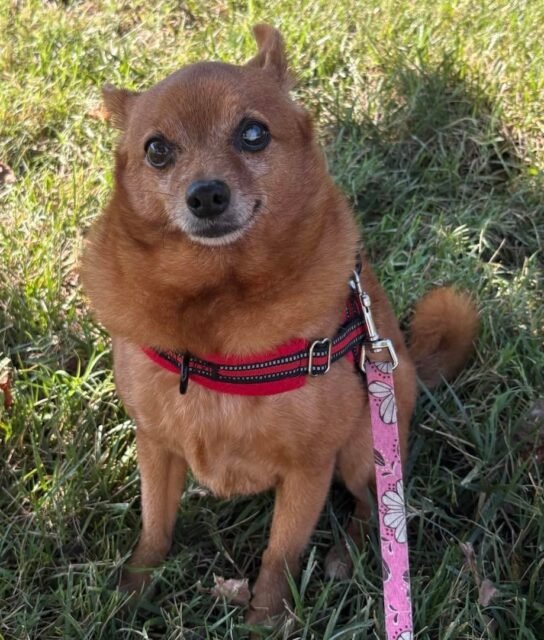 That little smirk… Aubie knows he’s got us wrapped around his paw. 💚🥰

Give Aubie some love in the comments! 🐾

#animalovers #ofsds #oldfriendsseniordogsanctuary #seniordogs #ofsdsaubie