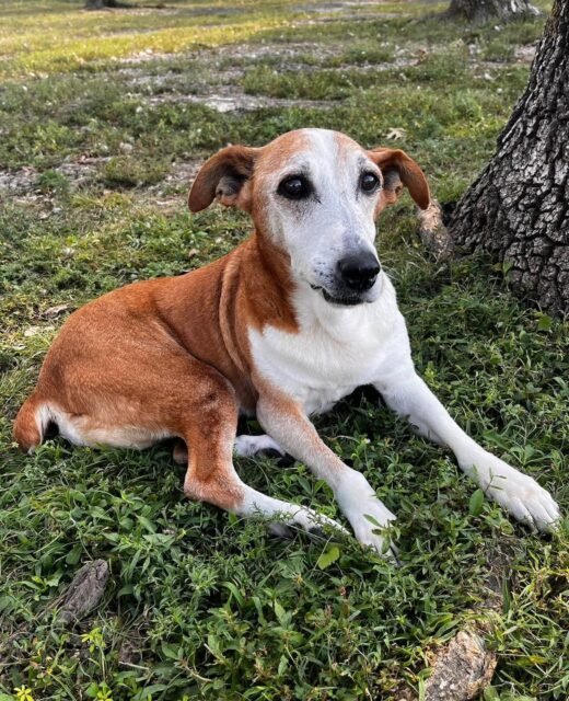 Walter’s agenda today: find a shady tree, stretch out in the grass, and do absolutely nothing. 🌳 Honestly… same. 💚

Tell us your ideal lazy day spot! 👇

#animalovers #ofsds #oldfriendsseniordogsanctuary #seniordogs #ofsdswalter