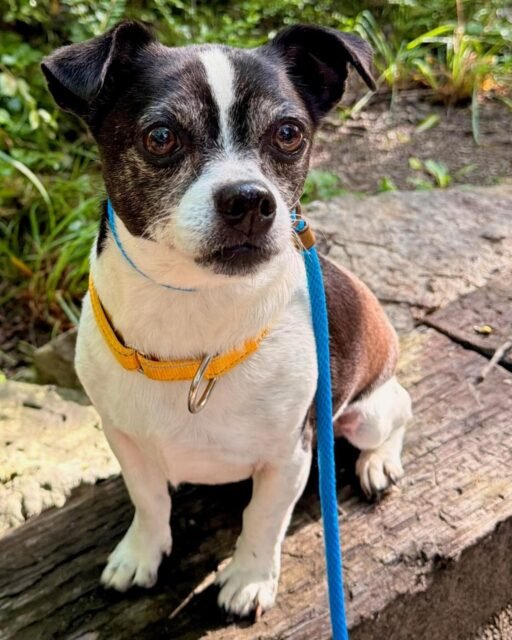 Snoopy said, “I’ll be over here enjoying my little piece of paradise.” 💚

Drop a 🐾 for this sweet senior!

#animalovers #ofsds #oldfriendsseniordogsanctuary #seniordogs #ofsdssnoopy