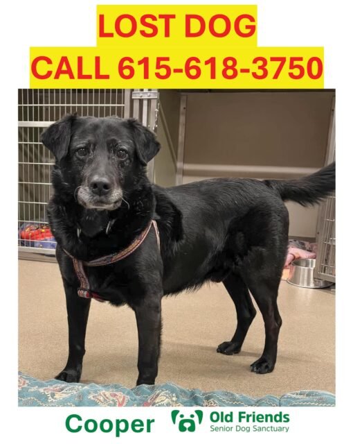 SHARE AND LOOK FOR COOPER

Middle Tennessee, we need your help!
Our Old Friend Cooper is lost:
- Black lab mix
- 12 years old
- Neutered Male
- Microchipped and wearing a purple/blue “Starbucks” collar 

Cooper broke out of his foster home’s fence in Franklin, TN, around 1:30 pm on Wed, Sept 2, 2026. He was last seen Thurs, Sept 3, around 6:45 am, crossing Cool Springs Blvd from Carronbridge Subdivision going into Enclave.

Our foster is devastated and has been actively searching the area. We have had teams of staff and volunteers canvassing the area and posting flyers. Volunteer Drone Services was out on 9/3 to survey the area in hopes of getting another sighting, but unfortunately, we were not successful.

This is where we need your help to be on the lookout for Cooper. He’s more likely to approach another dog, rather than a person. Before coming to the Sanctuary, Cooper lived outside, and it took several weeks to contain him. He’s SMART, active, and super resourceful. If you see him, please text or call 615-618-3750 with a location. Please do NOT chase him. 

PLEASE SHARE THIS POST. 

If you want to contribute to the costs associated with the search and care of Cooper and all our Old Friends, please donate link in bio 🔗