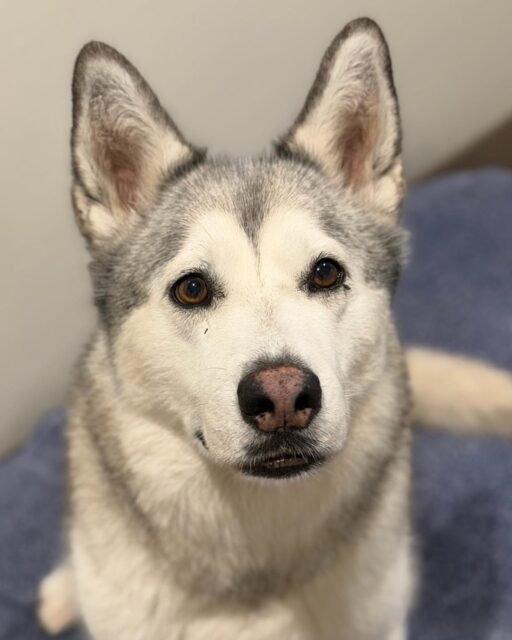 Those chocolate brown eyes?? 🥹 Leia knows EXACTLY how to get your attention.

💚 Tell Leia how cute she is in the comments!

#animalovers #ofsds #oldfriendsseniordogsanctuary #seniordogs #ofsdsleia