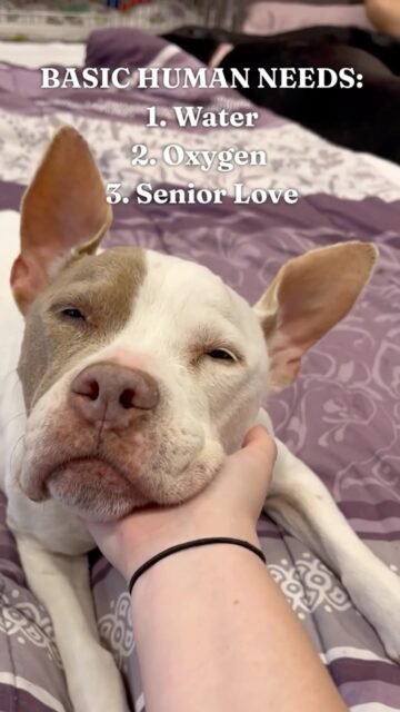 What else could you possibly want other than senior love? 💚

Show a senior dog some love today! 

#cute #seniordogs #ofsds #ofsdszoey