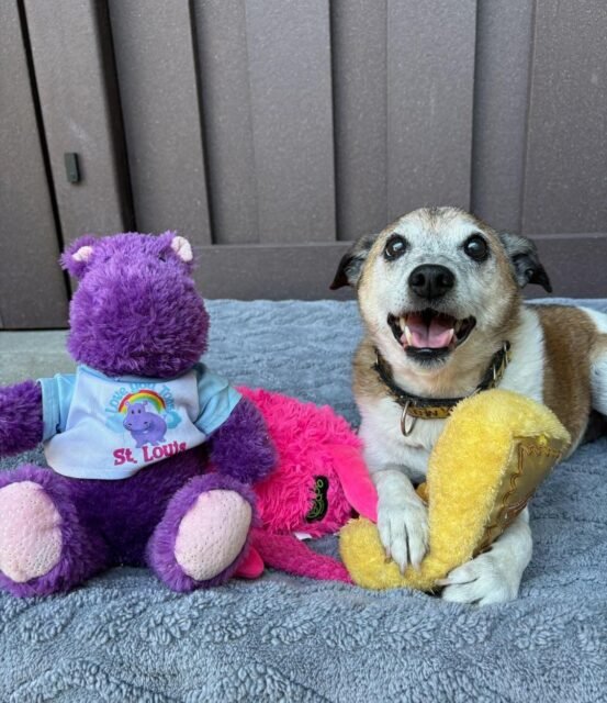 POV: You donate toys to senior dogs and they become OBSESSED! 🥹🧸

Thank you, Lacey Zemmert for making our old friends so happy! 💚

#animalovers #ofsds #dogtoys #oldfriendsseniordogsanctuary #seniordogs