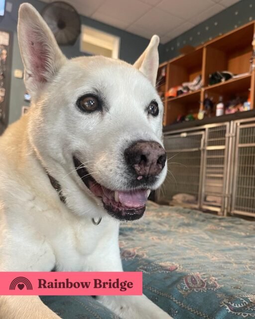 A tribute from one of his  caretakers:
“Bernie was such a fun loving spunky guy! he enjoyed cuddling and attempting to play with us! He made such a tremendous impact on our hearts even though he was only with us for a short amount of time. We will miss his huge personality and spunk he gave to pooch promenade! 💚”

#animalovers #oldfriendsseniordogsanctuary #seniordogs #ofsdsrainbowbridge #ofsdsbernie