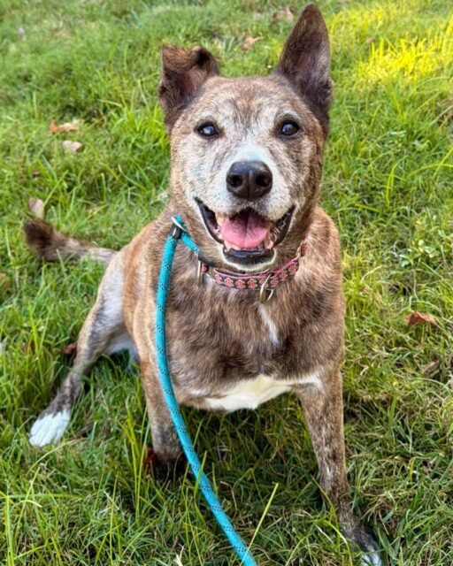 One ear up, one ear down… Cindy said she’s bringing her own style. 😂🐾

Want to spend some time walking sweet seniors like Cindy? Check out our website for volunteer opportunities! 💚

#animalovers #ofsds #oldfriendsseniordogsanctuary #seniordogs #ofsdscindy