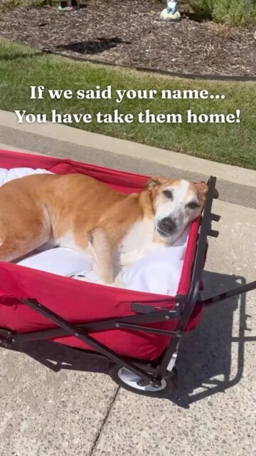 Wait… did we just pick YOUR name? 👀 If you share a name with one of these senior doggies, you know what to do. 💚🐾

#oldfriendsseniordogsanctuary #ofsds #seniordogs #animallovers