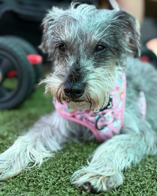 Pepper said the splash pad is calling his name and it’s time to RELAX! 💚😌

Who could resist that Schnauzer face?

#animalovers #ofsds #oldfriendsseniordogsanctuary #seniordogs #ofsdspepper