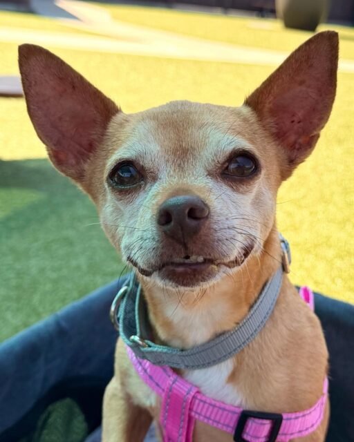 Adeline’s smiling sugar face deserves its own fan club. 🥹💚

Who’s joining? 👇

#animalovers #ofsds #oldfriendsseniordogsanctuary #seniordogs #ofsdsadeline