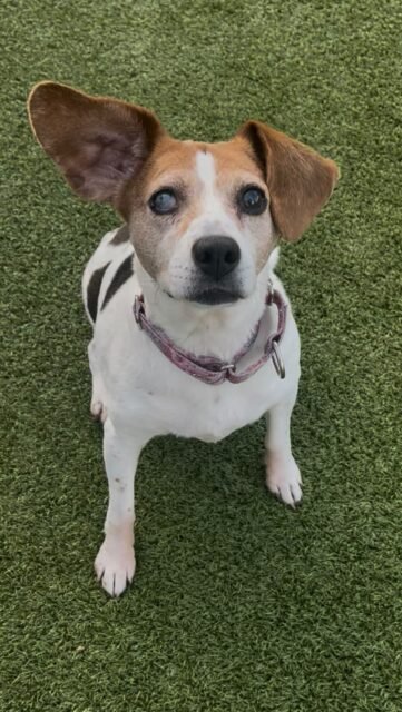Your first senior dog just hits different. 🥹💚 They may come with a few extra gray hairs, but they have SO much love left to give. 🐾

If you’re thinking about welcoming a senior into your life, check out our dogs through the link in our bio. 💚

#animallovers #seniordogs #ofsds #oldfriendsseniordogsanctuary