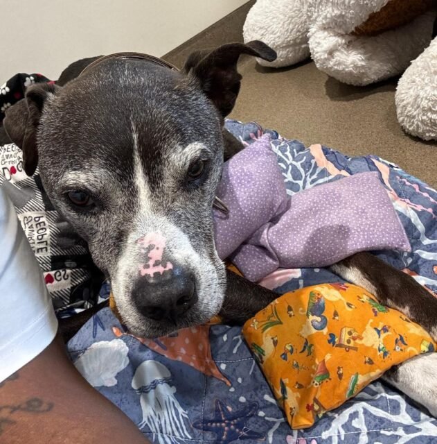 POV: You’re a senior dog at Old Friends and you just booked yourself a ✨spa appointment✨ 😂💚

Bob Marley is getting warm compresses on his joints to help ease stiffness and discomfort. Warm, not hot, for 10–15 minutes = peak senior-dog relaxation. 

Who else thinks Bob looks VERY comfortable? 👇

#animalovers #ofsds #oldfriendsseniordogsanctuary #seniordogs #ofsdsbobmarley #ofsdsrehab