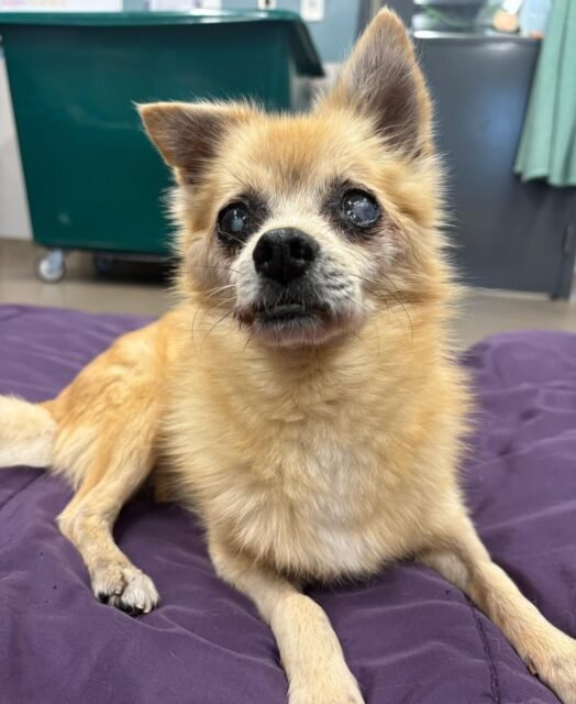Squeaks said, “I may not see everything, but I sure know how to make friends.” 🥹🐾💚

This little Pomeranian mix is the sweetest, friendliest guy and we’re already obsessed with him!

If Squeaks caught your eye, check out our website through the link in our bio! 💚

#animalovers #ofsds #oldfriendsseniordogsanctuary #seniordogs #ofsdssqueaks