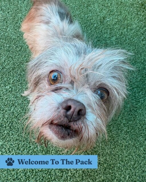 🐾 WELCOME TO THE PACK! 🐾

We’ve got some new faces at Old Friends, and we’re already obsessed. 💚

Georgia — a scraggly, fluffy sweetheart who loves EVERYONE, two- and four-legged!

Bojangles — sporting the cutest smile and those iconic two buck teeth! 

Brutus — a handsome Pittie mix with the cutest head tilt + derpy face, and he’s a total people-lover.

Dolly Parton — yes, she’s a famous Beagle with a name that speaks for itself! 🤠

Cleo — an energetic Pittie mix who wants all the attention, playtime, and love she can get!

Welcome to the pack, friends! 🐶💚

Come say hi and get to know our newest seniors!

#animalovers #ofsds #oldfriendsseniordogsanctuary #seniordogs #ofsdswelcometothepack