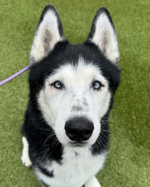 Jupiter really said, “Yeah, I know I’m handsome.” 😌❄️ Those icy blue eyes are impossible to resist. 

Want to help a senior dog like Jupiter? Check out the link in our bio! 🐾

#animalovers #ofsds #oldfriendsseniordogsanctuary #seniordogs #ofsdsjupiter