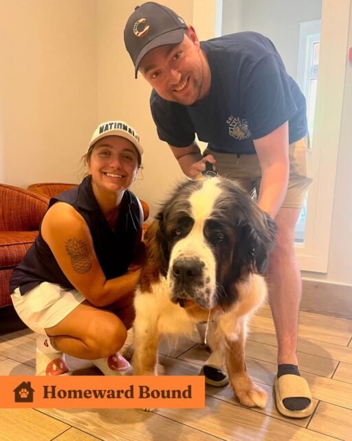 🏡 Homeward Bound: Mandy & Doctor Doc 💚

Two very special seniors are officially heading home! 🥹🐾

First up is sweet Mandy, our adorable Saint Bernard who joined us in May. She came to Old Friends underweight and struggling with mobility, but with lots of love, care, and support, she’s feeling her best and ready for her forever home. 

And then there’s Doctor Doc, who has been patiently waiting for his people for a year and a half. He arrived scared and anxious after coming from a hoarding case, but look at him now… he found his forever people! 

We couldn’t be happier for these two. Happy tails, Mandy & Doctor Doc! 

#animalovers #ofsds #oldfriendsseniordogsanctuary #seniordogs #ofsdshomewardbound #ofsdsmandy #ofsdsdoctordog
