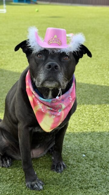 Working 9 to 5… just like Dolly! 💕

Today is 9 to 5 Day, inspired by Dolly Parton’s iconic song and celebrating all the hardworking people who keep things moving. And we couldn’t let the day pass without dressing up our hardest-working seniors in their finest pink Dolly doggie fits! 

We’re forever grateful for Dolly’s love for animals and the joy she continues to bring to so many. 💕

#ofsds #seniordogs #dollyparton #9to5 #animallovers