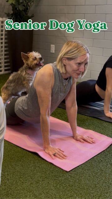 Waylon said he understood the assignment. 🧘🐾💚

A little recap of senior dog yoga with @movementloungebyym Our yoga sessions happen one Saturday every month, and our next one is October 10th at 12:30 PM!

Come stretch, relax, and maybe let a senior dog join you for a pose. 

Ready to join us? Sign up through the Movement Lounge Linktree in their bio! 🧘‍♀️🐶