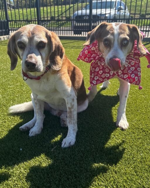 It’s World Heart Day! ❤️ Today is a reminder that heart health matters for everyone—including our senior pups.

Meet Red & Baxter, a bonded pair who are always by each other’s side. Red has a heart murmur and takes lifelong cardiac medication to help keep his heart healthy. 

Keeping a healthy weight and getting regular veterinary care can make a big difference in our seniors’ heart health. Here’s to all the little hearts we love so much! ❤️

#WorldHeartDay #SeniorDogs #OldFriends
#animalovers #ofsdsredandbaxter