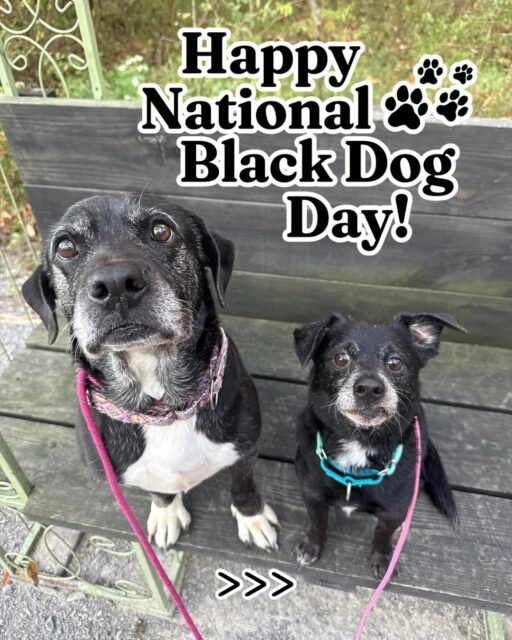 Happy National Black Dog Day! Today is all about celebrating black dogs and spreading awareness about the ones who are still waiting for someone to see just how special they are. 🐾🖤

Black dogs can sometimes be overlooked in shelters, and senior black dogs can face an even tougher road to finding their people. But we see them. 🥹🐾 Their gray faces, sweet personalities, goofy quirks, and BIG hearts deserve to be celebrated, too.

We have some pretty amazing senior black dogs here at Old Friends who are still waiting for their chance. 🖤

Please help us spread the word—share this post so these beautiful seniors can reach someone who needs a black dog in their life! 🐾🖤

#ofsds #oldfriendsseniordogsanctuary #seniordogs #happynationalblackdogday #nationalblackdogday