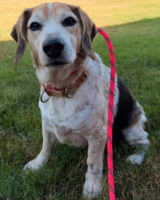 Miso said, “I’ll just sit here and look adorable.” 🥹 Those ears, those speckles, that sweet little face… we’re OBSESSED. He’s just the best boy. 💚

Beagle lovers, where are you? 👀👇

#animalovers #ofsds #oldfriendsseniordogsanctuary #seniordogs #ofsdsmiso