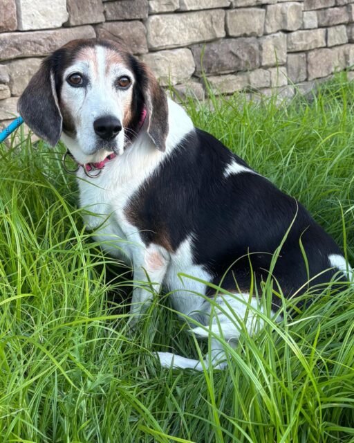 POV: you’re Dolly Parton and the grass is simply too good to keep walking. 🌿💚

This sweet girl stopped mid-walk to sit in the tall grass, take a breath, and enjoy her little moment. 🥹

Who else would’ve joined her? 👇

#animalovers #ofsds #oldfriendsseniordogsanctuary #seniordogs #ofsdsdollyparton