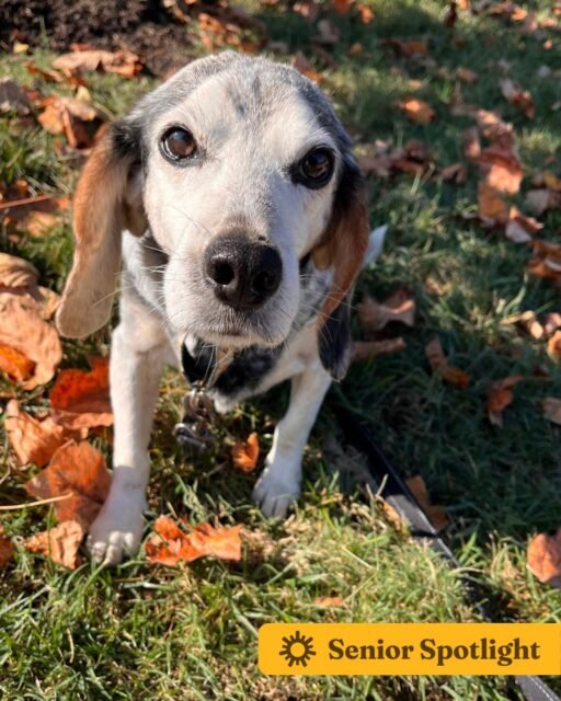 ☀️ Senior Spotlight: Jesse ☀️

Meet Jesse! 🐾 This handsome Beagle is a total love bug with an even bigger heart. He loves his people, enjoys going for walks, and sometimes likes to stop along the way just to take in all the sights. Jesse is friendly with other dogs and has the sweetest, mellow personality. He does have chronic degenerative valve disease and takes daily medication to help manage his condition, with ongoing care from our medical team. This sweet boy is still waiting for his perfect match. ❤️

If Jesse has stolen your heart, check out the link in our bio to learn more about him!

#ofsds #oldfriendsseniordogsanctuary #seniordogs #ofsdsseniorspotlight #ofsdsjesse